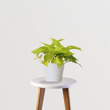 Golden pothos - money plant
